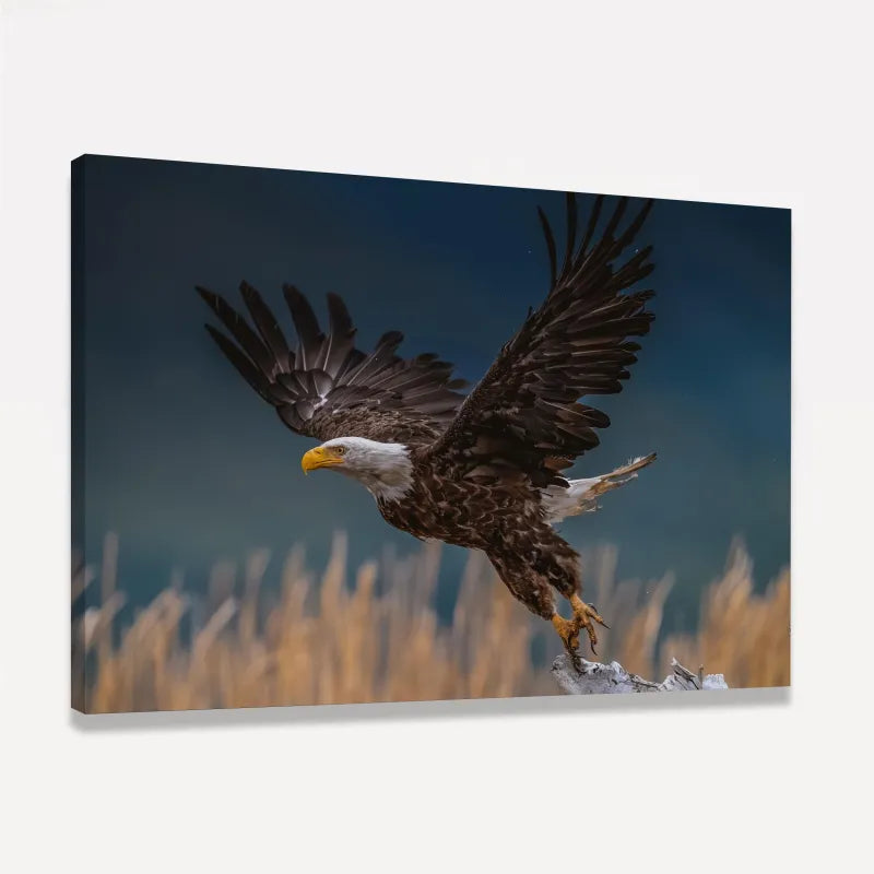 Quadro Voo Águia Cabeça Branca