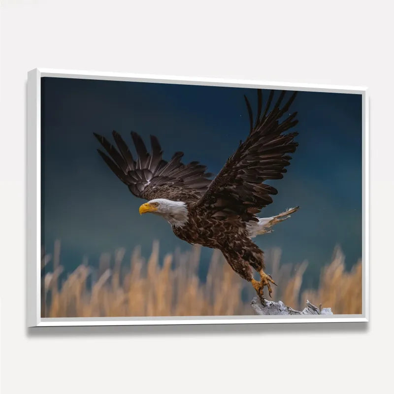 Quadro Voo Águia Cabeça Branca