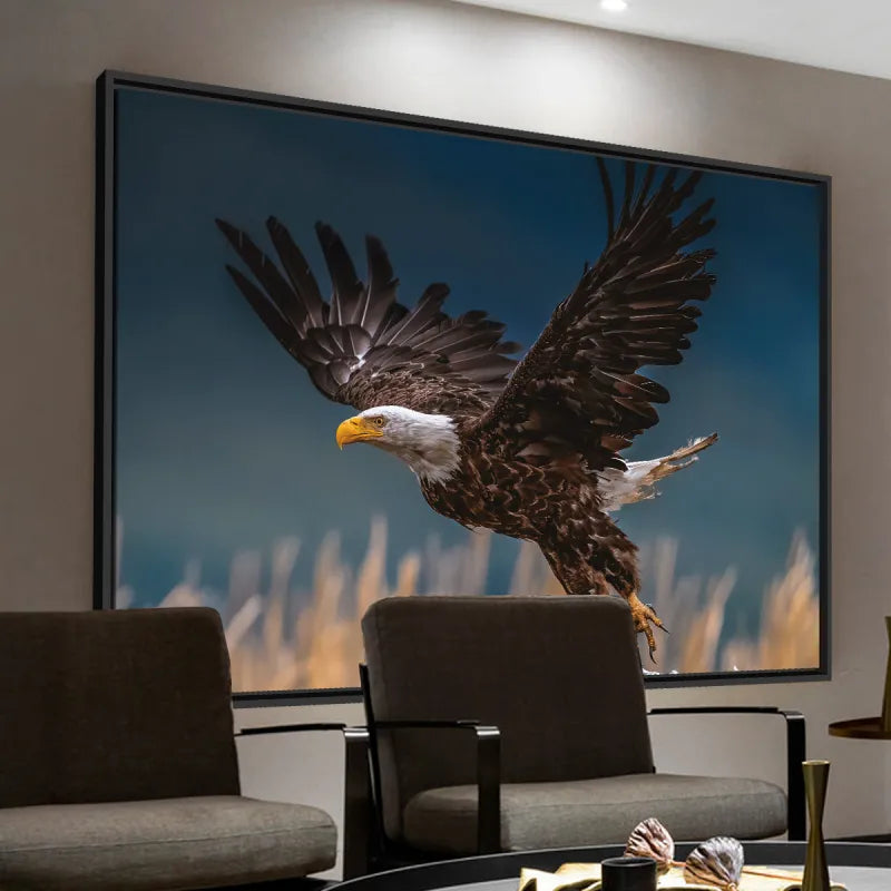 Quadro Voo Águia Cabeça Branca